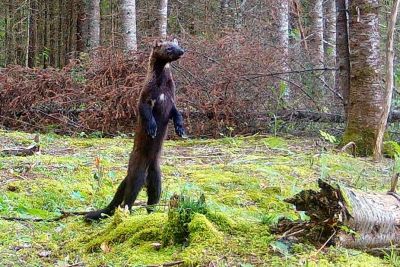 Camera Captures A Wildlife In The Forest For Over A Year