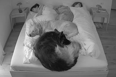 Owners set up cameras to film their dogs at night – the result is adorable