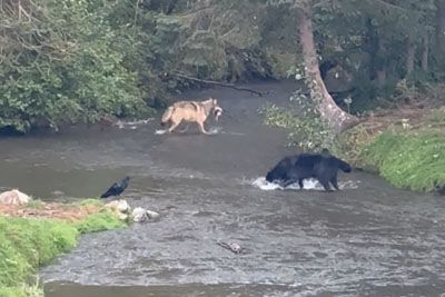 Rare Wildlife Footage: Wolves Fishing Together in a River
