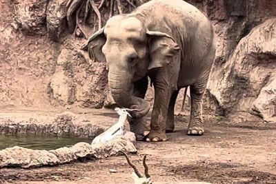 Heartwarming Video: Elephant Rescues Gazelle from Drowning