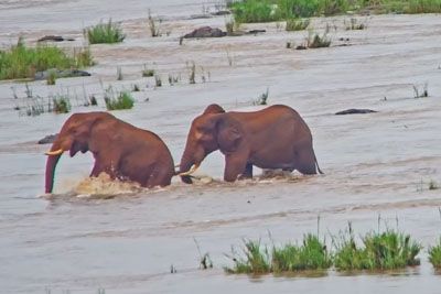 Viral wildlife moment when impatient elephant pokes rival in river