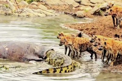 Giant crocodile steals hippo meal from a clan of hyenas