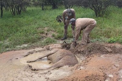 Wildebeest stuck in mud rescued by safari guides