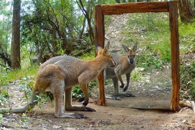 Wild animals in Australia see a mirror for the first time