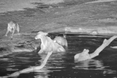 Hyena chases kudu into water in dramatic wildlife footage