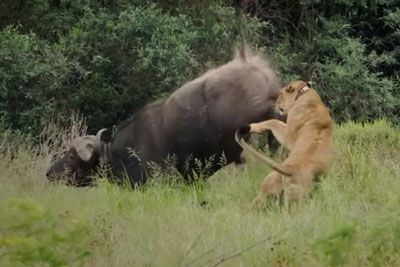 Buffalo strikes back with brutal kick to lioness