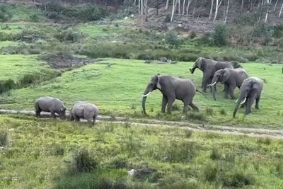 Wild Battle: Rhinos Force Elephant Herd to Flee in South Africa