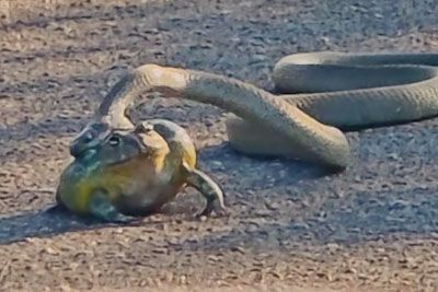 Bullfrog vs. Boomslang: The Bizarre Balloon Defense Strategy