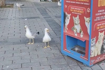 Deception in Turkey: Seagulls Meow to get Free Cat Food