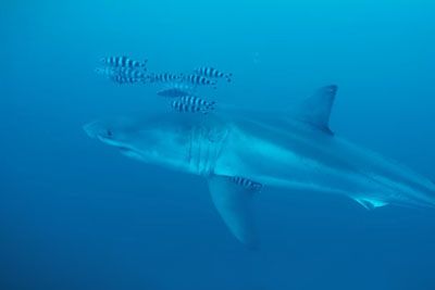 Diver Captures Rare Footage of Great White Shark near Sicily