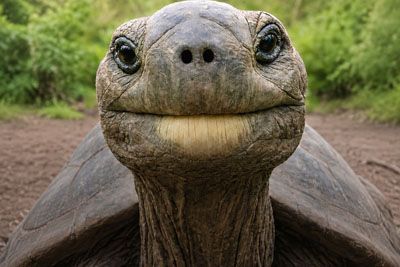 Jonathan Is 193 Years Old – He's the Oldest Living Land Animal on Earth