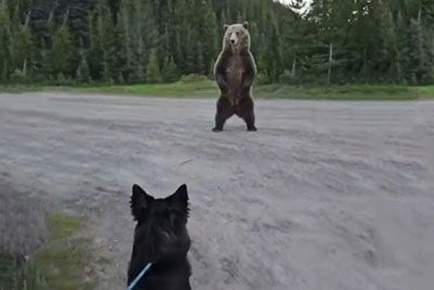 Woman's Terrifying Encounter with a Grizzly Bear While Walking Her Dog in Alberta, Canada