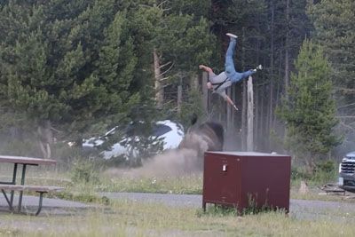 Bison Launches Older Tourist High Into the Air in Yellowstone