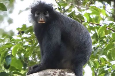 New Monkey Species Discovered in Congo After Years of Research