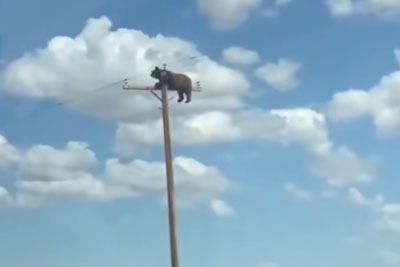Bear Climbs on the Top of a Power Pole