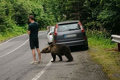 Tourist Freezes as Bear Cub Walks Right Up to Him on Romania's Famous Mountain Road