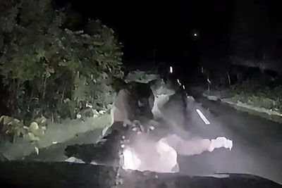 Mama Bear Attacks Car in Japan After Driver Stops Near Its Cub