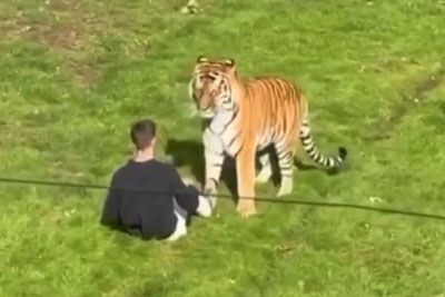 Man Dies After Entering Tiger Enclosure at Yorkshire Wildlife Park