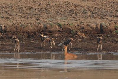 Antelope Escapes Wild Dogs by Jumping Into Water, Only to Face a Crocodile