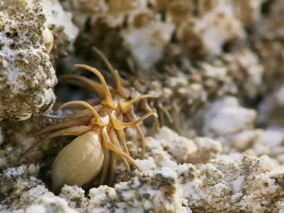 The spider-tailed horned viper from Iran hunts birds using a tail shaped like a spider