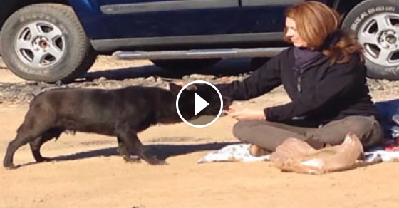 Dog Reunites With Family After Missing For 2 Years | Klipland.com