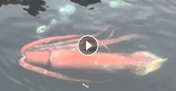 Rare Giant Squid Captured On Camera In Toyama Bay In Japan | Klipland.com