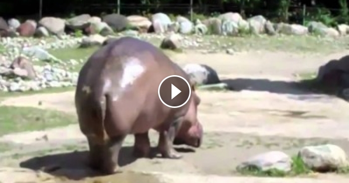 the farting hippo