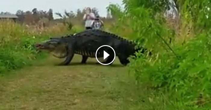 Giant Alligator Takes A Stroll Through Florida Nature Center 1249