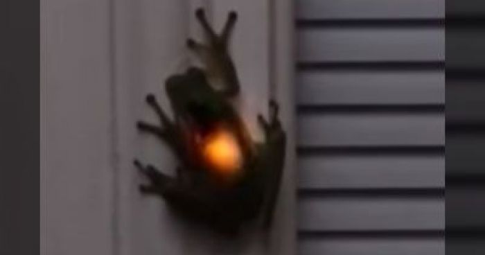 Frog Eats A Firefly, Result Is The Blinking Light In Frog's Stomach