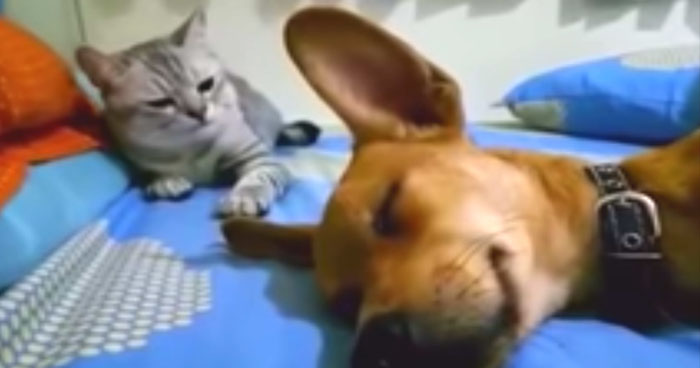cat hits dog for farting