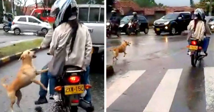 Abandoned Dog Runs After Its Owners, Heartbreaking Footage Will Break ...