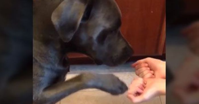 Image result for Dogâs Hilarious Reaction After Making Extremely Poor Decision