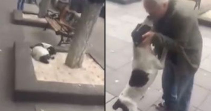 Grandpa Finds His Dog In The Streets Of Georgia Three Years After He ...