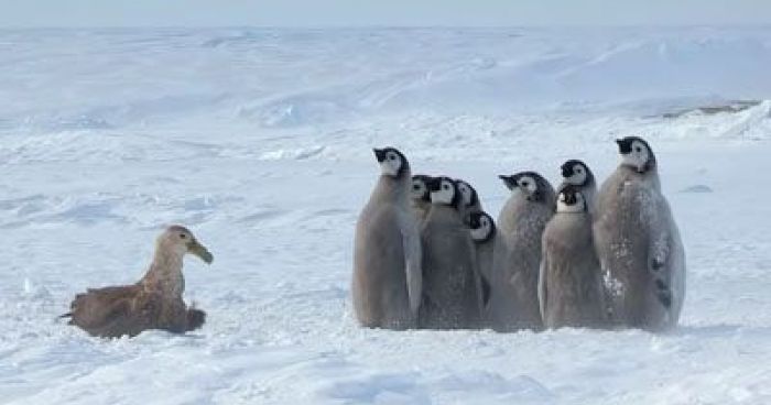 Penguin Chicks Attacked By Giant Petrel Get Saved By Unlikely Hero ...