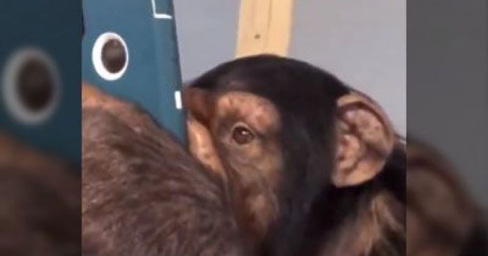 This Ape Figuring Out How To Use A Smartphone Is Mind-Blowing ...