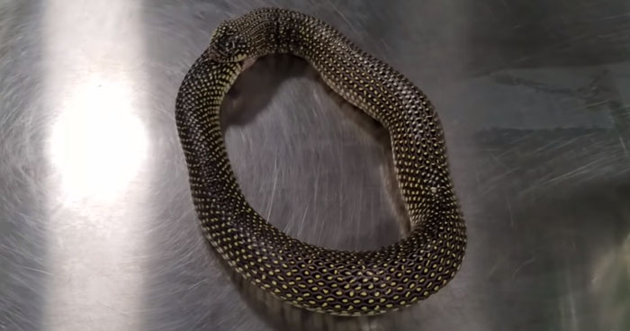 Mistakes Made As Snake Accidentally Eats Itself | Klipland.com
