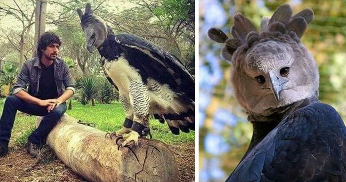 The Harpy Eagle Is So Big That People Think Its A Human