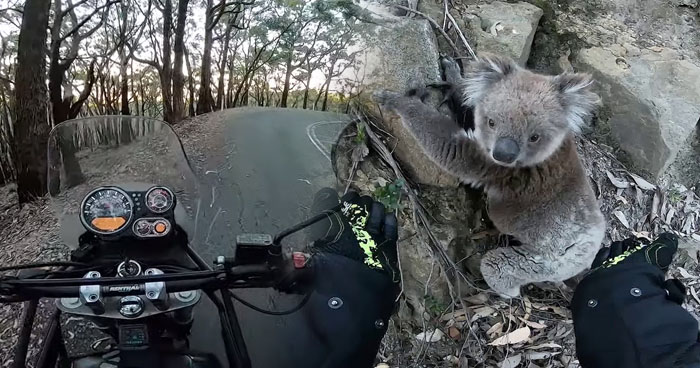 Man Stops His Motorcycle To Help A Cute Koala On Its Climb | Klipland.com