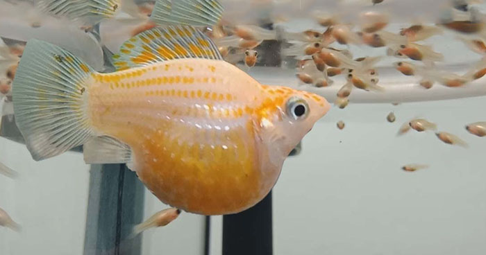 fish for babies