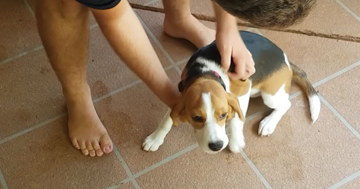 Puppy Sees Owner After 3 Weeks, Goes Crazy With Joy | Klipland.com