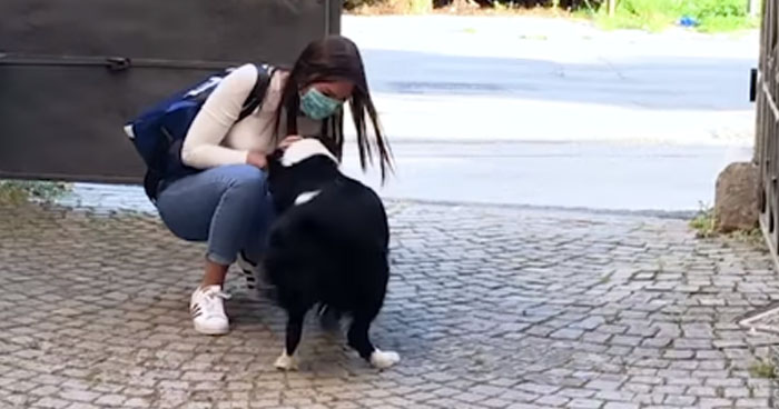 Dog Cries With Joy Seeing His Owner For The First Time After 2 Month ...