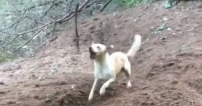 Genius Dog Figures Out The Secret To Fetch Klipland