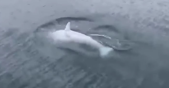 Rare White Killer Whale Spotted In Alaska | Klipland.com