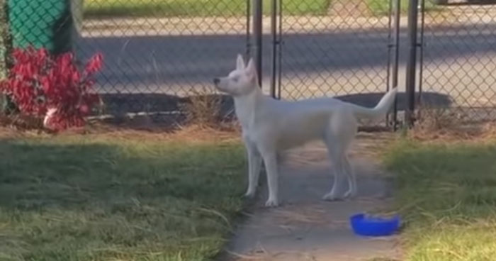 Blind And Deaf Puppy Recognizes Owner When He Comes Home | Klipland.com