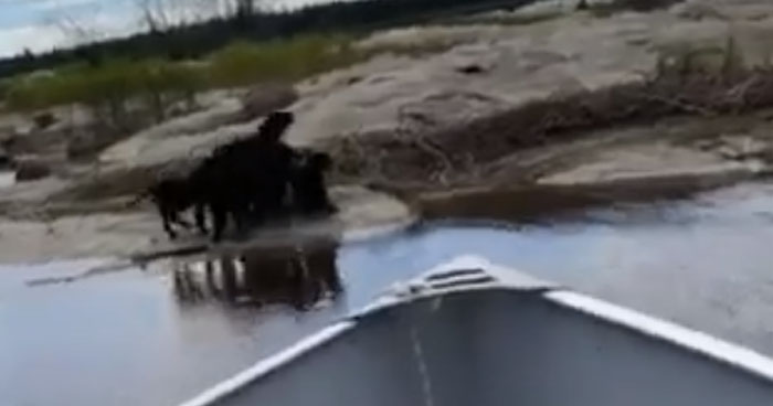 Boater Finds Seven Abandoned Puppies On Deserted Island Crying From ...