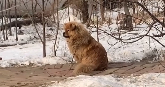 Dog In China Waits For Its Dead Owner Even After Five Years | Klipland.com