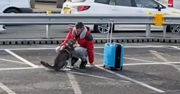 Dogs Go Crazy With Joy When Their Owners Return Home | Klipland.com