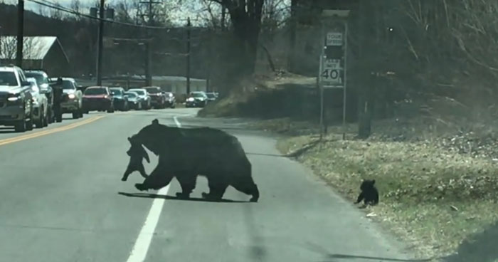 Mama Bear Struggles To Take Their Bear Cubs Across The Road | Klipland.com