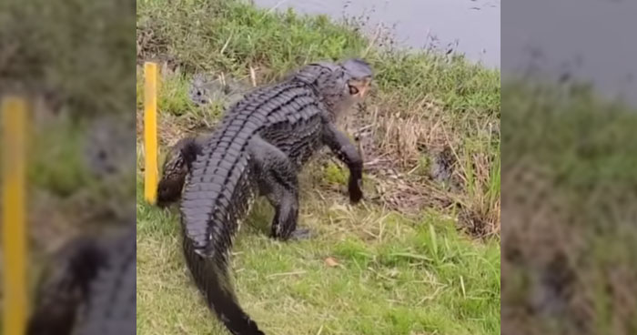 Woman Freaks Out As Alligator Appears Out Of Water To Eat Fish ...