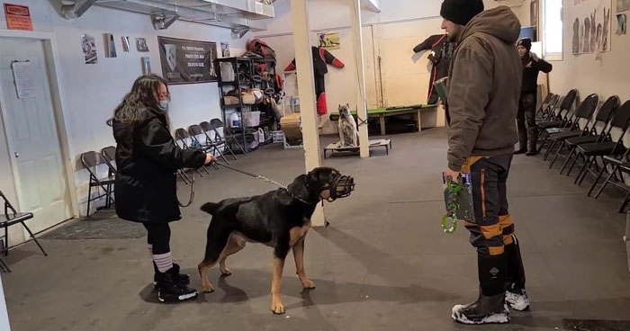 Dog Trainer Tames An Aggressive Rottweiler Dog | Klipland.com